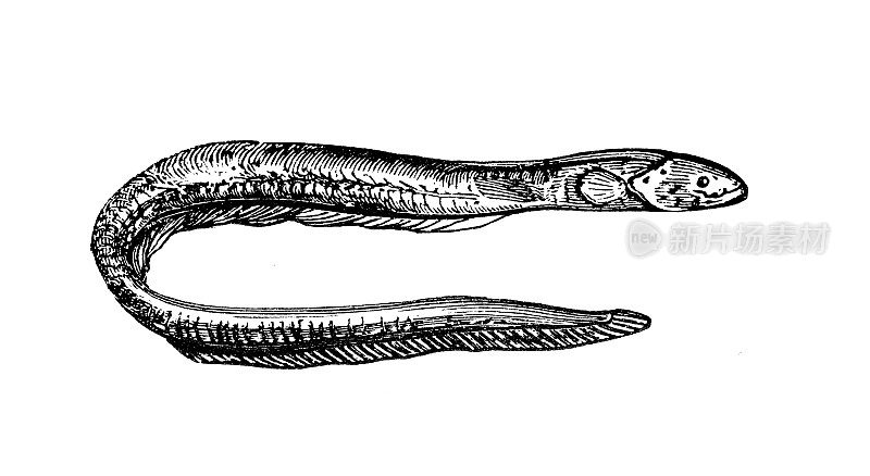 古董海洋动物雕刻插图:电鳗(Electrophorus electricus)